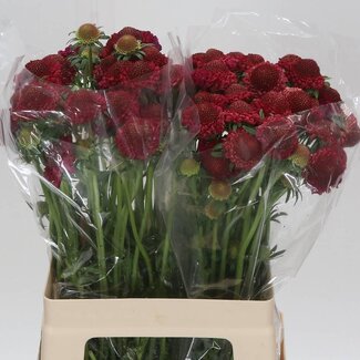 Freshy Scabiosa Atropurpurea “Raspberry Scoop” | Kleur: Rood | Lengte ± 60 centimeter | Per 30 verse bloemen