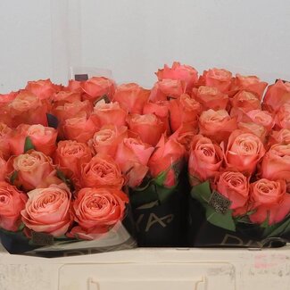 Freshy Rozen “Kahala” | Kleur: Roze | Lengte ± 50 centimeter | Per 10 verse bloemen