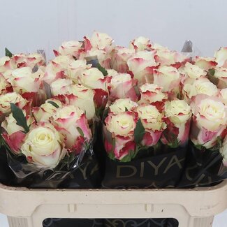 Freshy Rozen “Sweet Horizon” | Kleur: Wit Roze | Lengte ± 70 centimeter | Per 10 verse bloemen