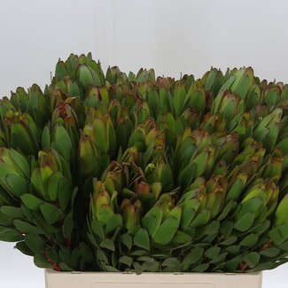 Freshy Leucadendron “Safari Goldstrike” | Kleur: Geel Groen | Lengte ± 60 centimeter | Per 20 verse bloemen