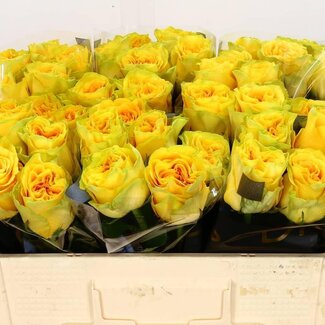 Freshy Rozen “Santa Fe” | Kleur: Geel | Lengte ± 50 centimeter | Per 10 verse bloemen