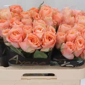 Freshy Rozen “Charming Reeva” | Kleur: Roze | Lengte ± 60 centimeter | Per 10 verse bloemen