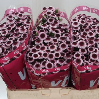 Freshy Chrysanthemum Chrysant Santini “Sweetheart” | Kleur: Rood | Lengte ± 55 centimeter | Per 25 stelen verse bloemen