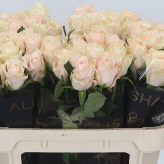 Freshy Rozen “Pomarosa” | Kleur: Roze | Lengte ± 70 centimeter | Per 20 verse bloemen