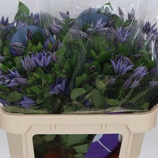 Freshy Clematis “Amazing Sofia” | Kleur: Paars | Lengte ± 70 centimeter | Per 10 verse bloemen