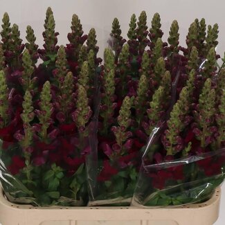 Freshy Antirrhinum Antibes Red