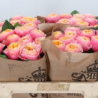 Freshy Rozen “Vuvuzela” | Kleur: Roze | Lengte ± 70 centimeter | Per 10 verse bloemen