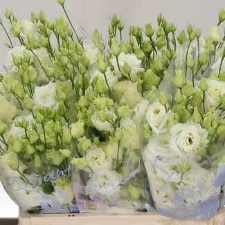 Freshy Eustoma Lisianthus Gevuld “Alissa White” | Kleur: Wit | Lengte ± 60 centimeter | Per 20 stelen verse bloemen