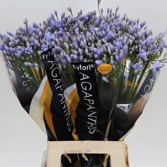 Freshy Agapanthus Eyfori Ligh Blu Eijco
