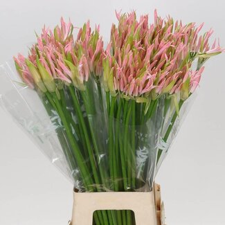 Freshy Nerine Bowdenii “Vesta K” | Kleur: Roze | Lengte ± 70 centimeter | Per 10 stelen verse bloemen