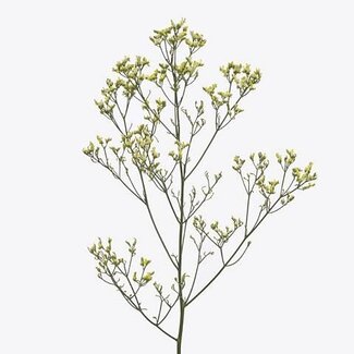 Freshy Limonium Sin Sensy Geel