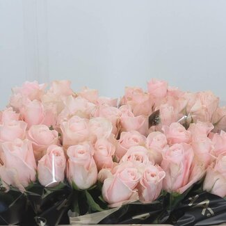 Freshy Rozen “Pomarosa” | Kleur: Roze | Lengte ± 50 centimeter | Per 20 verse bloemen