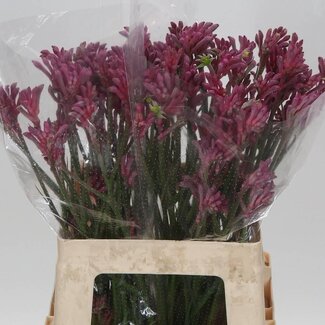 Freshy Anigozanthos Kangoeroepoot “Bush Pearl” | Kleur: Rood Roze | Lengte ± 60 centimeter | Per 20 stelen verse bloemen