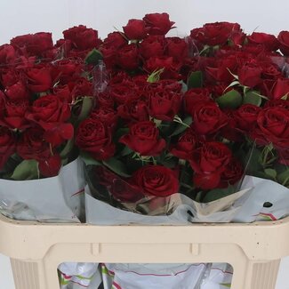 Freshy Hollandse Trosroos “Red Trendsetter” | Kleur: Rood | Lengte ± 70 centimeter | Per 15 verse bloemen