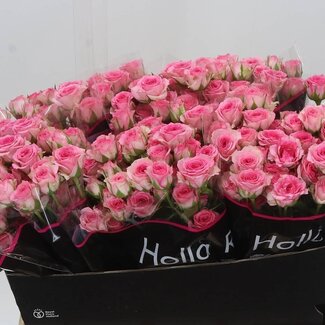 Freshy Hollandse Trosroos “Tralala” | Kleur: Roze | Lengte ± 60 centimeter | Per 10 verse bloemen