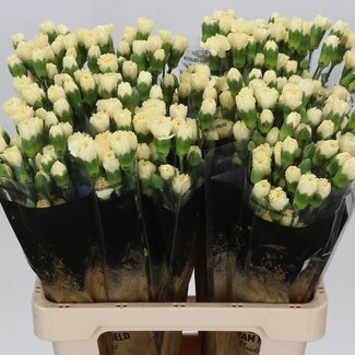 Freshy Trosanjer “Creme Intermezzo” | Kleur: Geel | Lengte ± 60 centimeter | Per 25 verse bloemen