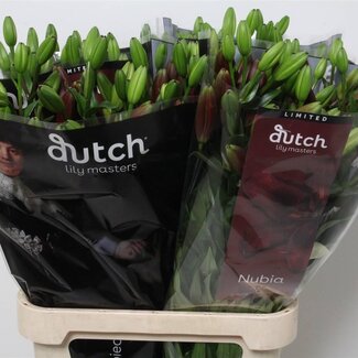 Freshy Lelie Longiflorum x Aziatische Lelie Aqua “Nubia” | Kleur: Rood | 3 bloemen | Lengte ± 90 centimeter | Per 10 stelen verse bloemen