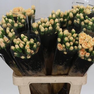 Freshy Trosanjer Enkelbloemig “Solomio Lala Sabor” | Kleur: Gemengde Kleuren | Lengte ± 60 centimeter | Per 20 verse bloemen