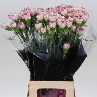 Freshy Lange Anjer “Mariposa” | Kleur: Wit Paars | Lengte ± 70 centimeter | Per 20 verse bloemen