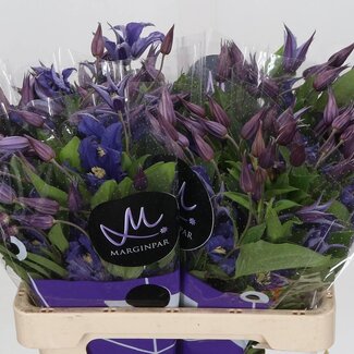 Freshy Clematis “Blue Pirouette” | Kleur: Paars | Lengte ± 60 centimeter | Per 10 verse bloemen