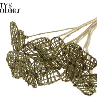 QC Rotan Lata Hart op stok | Kleur: Olijfgroen | Platte Bijsteker | Lengte ± 50 centimeter | 10 bijstekers per bos | Per bos