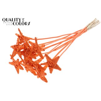 QC Rattan Lata Star on stick | Colour: Orange | Flat pick | Lengte ± 50 centimeter | 10 picks per bunch