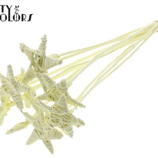 QC Rotan Lata Ster op stok | Kleur: Crèmekleurig | Platte Bijsteker | Lengte ± 50 centimeter | 10 bijstekers per bos