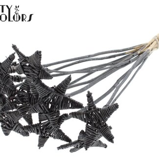 QC Rotin Lata Étoile sur tige | Couleur: Graphite métallisé | Pique plate | Longueur ± 50 centimeter | 10 piques par botte