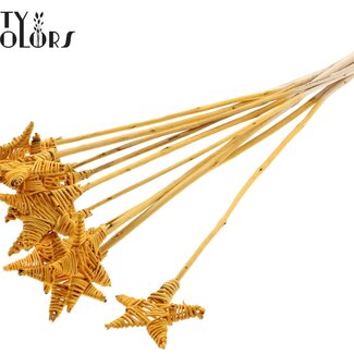 QC Rotan Lata Ster op stok | Kleur: Abrikooskleurig | Platte Bijsteker | Lengte ± 50 centimeter | 10 bijstekers per bos