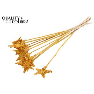 QC Rotan Lata Ster op stok | Kleur: Abrikooskleurig | Platte Bijsteker | Lengte ± 50 centimeter | 10 bijstekers per bos