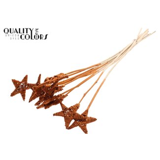 QC Rotan Lata Ster op stok | Kleur: Terracotta | Platte Bijsteker | Lengte ± 50 centimeter | 10 bijstekers per bos