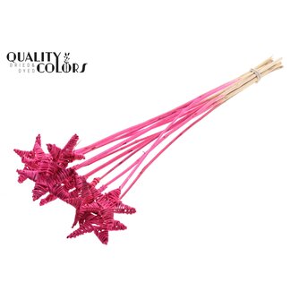QC Rotan Lata Ster op stok | Kleur: Kerskleurig | Platte Bijsteker | Lengte ± 50 centimeter | 10 bijstekers per bos