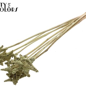 QC Rotin Lata étoile sur tige | Couleur: Vert olive | Piquet plat | Longueur ± 50 centimeter | 10 piquets par botte