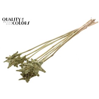 QC Rattan Lata Star on stick | Colour: Olive green | Flat stake | Length ± 50 centimetre | 10 stakes per bunch