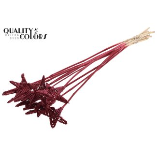 QC Rattan Lata Stern auf Stab | Farbe: Bordeauxrot | Flacher Stecker | Länge ± 50 centimeter | 10 Stecker pro Bund
