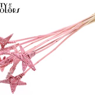 QC Rotin Lata Étoile sur tige | Couleur: Rose givré | Piquet plat | Longueur ± 50 centimeter | 10 piquets par bouquet