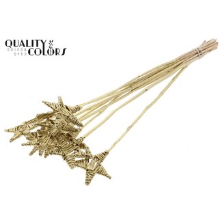 QC Rotan Lata Ster op stok | Kleur: Goudkleurig | Platte Bijsteker | Lengte ± 50 centimeter | 10 bijstekers per bos