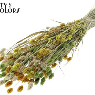 QC Getrocknete Phalaris “Sommer-Mix” | Farbe: Gemischte Farben | Kanariengras Trockenblumen | Länge ± 60 centimeter | Gewicht 220 gram | Pro Bund