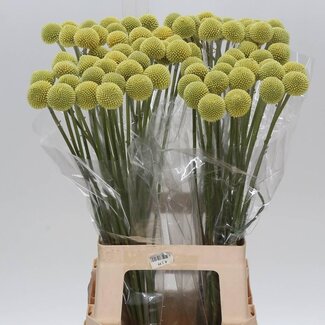 Freshy Craspedia Trommelstokje Large | Kleur: Geel | Lengte ± 70 centimeter | Per 20 stelen