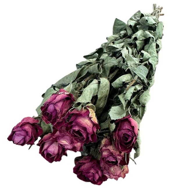 Getrocknete Rosen | Farbe: Fuchsia | Länge ± 50 centimeter | 10 Stiele pro Bund | Pro Bund