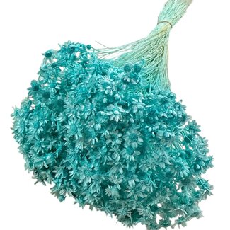 Casa Alegria Getrocknete Gebleichte Glixia | Farbe: Blau | Asteraceae Trockenblumen | Länge ± 50 centimeter | Gewicht 50 gram | Pro Bund