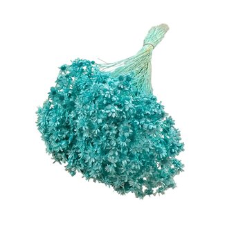 Casa Alegria Gedroogde Gebleekte Glixia | Kleur: Blauw | Asteraceae Droogbloemen | Lengte ± 50 centimeter | Gewicht 50 gram | Per bos