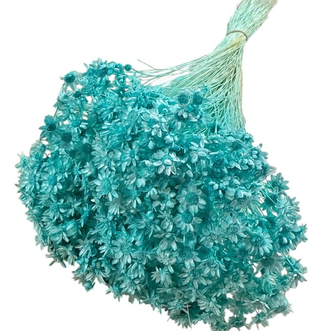 Dried Bleached Glixia | Colour: Blue | Asteraceae Dried flowers | Length ± 50 centimeter | Weight 50 gram | Per bunch