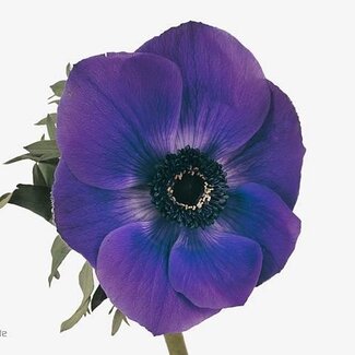 Freshy Anemone Coronaria “Galil Blauw” | Kleur: Paars | Lengte ± 45 centimeter | Per 50 stelen