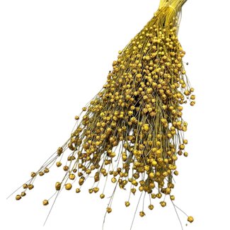 Dutch Dried Gedroogd Lino Vlas | Kleur: Geel | Linum Droogbloemen | Lengte ± 55 centimeter | Gewicht 150 gram | Per bos