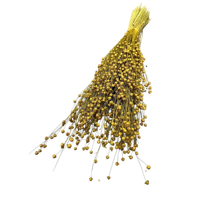 Gedroogd Lino Vlas | Kleur: Geel | Linum Droogbloemen | Lengte ± 55 centimeter | Gewicht 150 gram | Per bos
