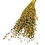 Getrocknet Lino Flachs | Farbe: Gelb | Linum Trockenblumen | Länge ± 55 centimeter | Gewicht 150 gram | Pro Bund