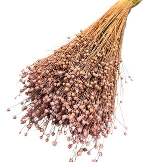 Dutch Dried Dried Lino Flax | Colour: Frosted Pink | Linum Dried Flowers | Length ± 55 centimeter | Weight 150 gram | Per bunch