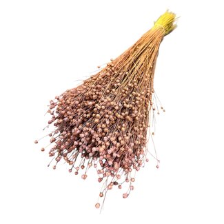 Dutch Dried Gedroogd Lino Vlas | Kleur: Frosted Roze | Linum Droogbloemen | Lengte ± 55 centimeter | Gewicht 150 gram | Per bos