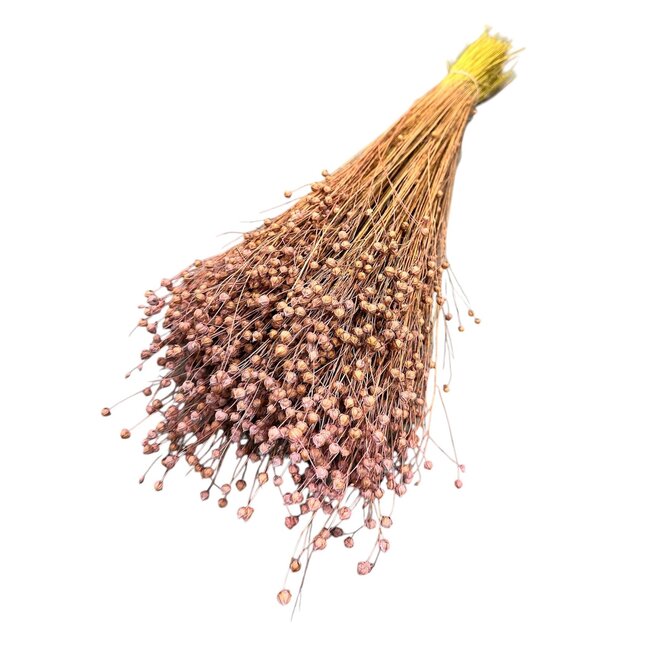 Gedroogd Lino Vlas | Kleur: Frosted Roze | Linum Droogbloemen | Lengte ± 55 centimeter | Gewicht 150 gram | Per bos